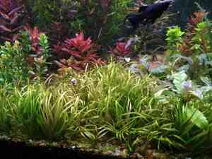 P01231 194323 P01231 194323