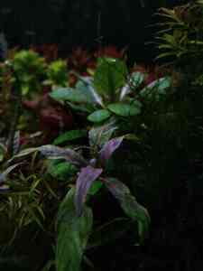 P01231 194445 P01231 194445