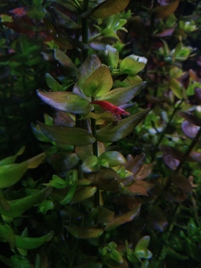 P01231 194808 P01231 194808