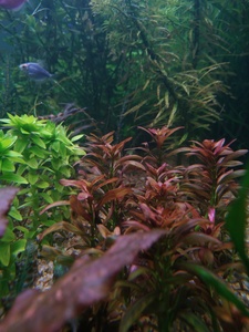 P01224 185048 P01224 185048