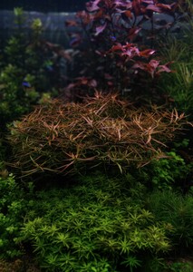 P10101 133027 1 P10101 133027 1