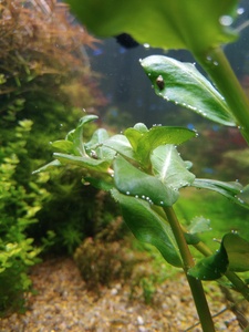 P10102 135524 P10102 135524