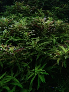 P10102 135432 P10102 135432