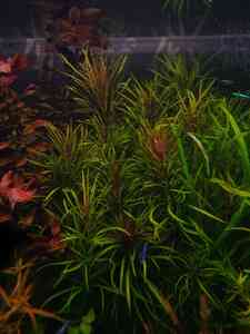 P01231 194733 P01231 194733