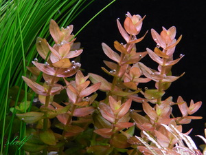 DSCN1652