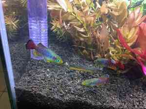 0A0E600D 67EE 40BF 8515 2B79B665C0D3