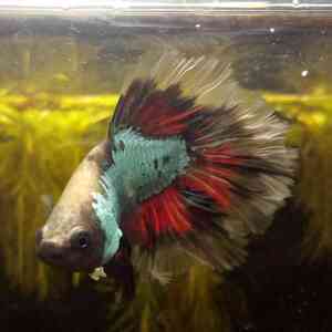 IMG 20210330 121918~2