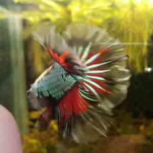 IMG 20210330 121923~2