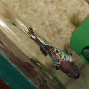 IMG 20210418 184653~2