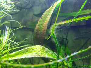 кринум кринум