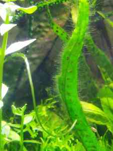 папоротник папоротник