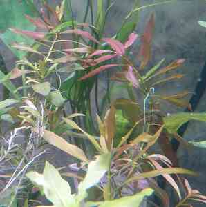 людвигия узкий лист