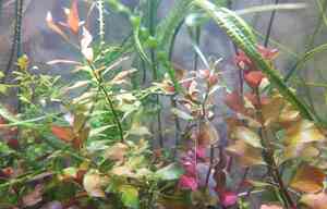 людвигия светлая и красная