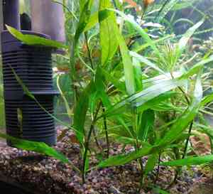 гигрофила узколистная