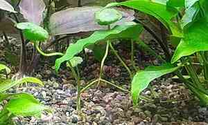 щитолистник