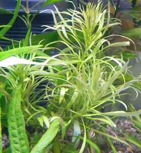 погостемон