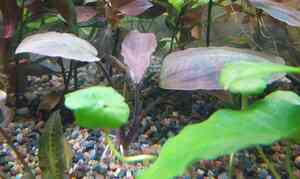 лагенандры