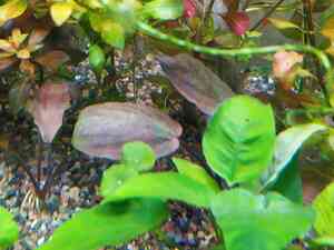 IMG 20200723 134738 1