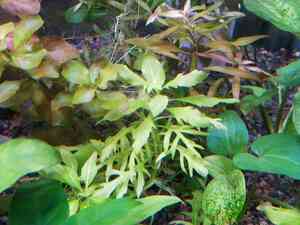 IMG 20200727 114241 IMG 20200727 114241