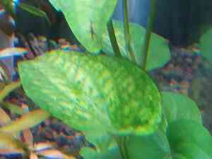 IMG 20200727 114206 IMG 20200727 114206