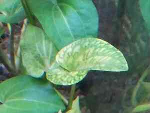 IMG 20200727 114159 IMG 20200727 114159