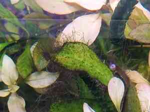 людв обраст людв обраст