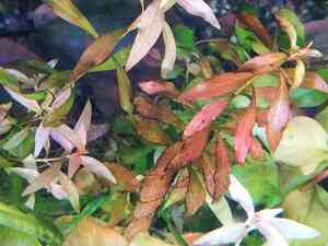 людв обраст узколист людв обраст узколист