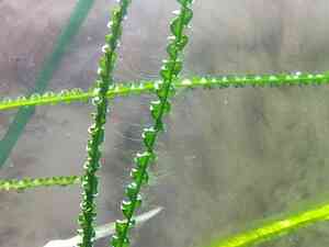 кринум обраст2 кринум обраст2