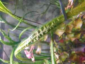 крипта обраст2 крипта обраст2