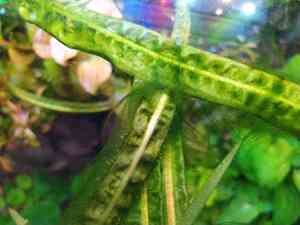 крипта обраст4 крипта обраст4