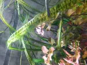 крипта обраст крипта обраст