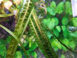 крипта обраст3 крипта обраст3