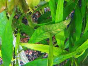 гигроф пятна2 гигроф пятна2