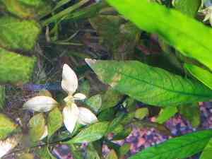 гигроф пятна гигроф пятна