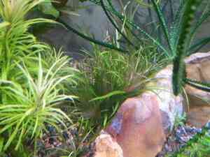 бликса бликса