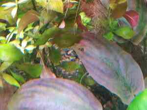 лагенандра ред дырки лагенандра ред дырки