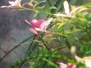 красн макуш людв красн макуш людв