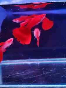 IMG 20200828 182043