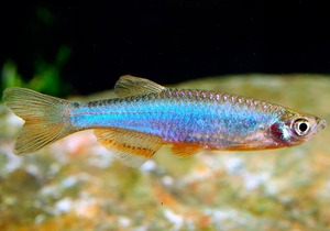Danio Albolineatus 8