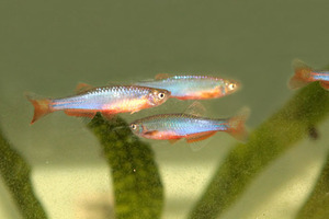 danio albolineatus 1