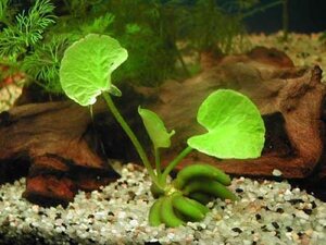 nymphoides aquatica in fish tank